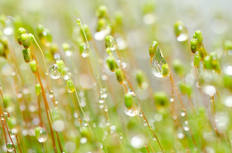 tappar nytt grönt mossnaturvatten royaltyfria bilder tappar nytt grönt mossnaturvatten royaltyfria bilder