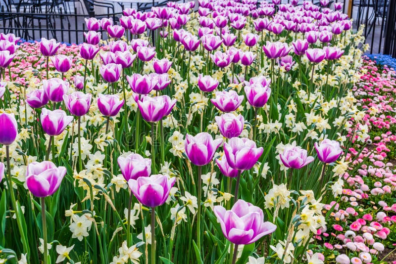 Tappeto dei fiori porpora e bianchi del tulipano con i narcisi gialli, giardino ornamentale olandese tipico, orticoltura fotografie stock libere da diritti Tappeto dei fiori porpora e bianchi del tulipano con i narcisi gialli, giardino ornamentale olandese tipico, orticoltura fotografie stock libere da diritti