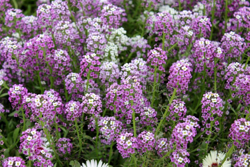 Tappeto reale, alyssum dolce