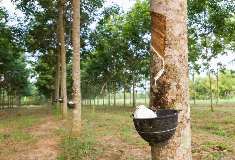 Tapping latex from Rubber tree