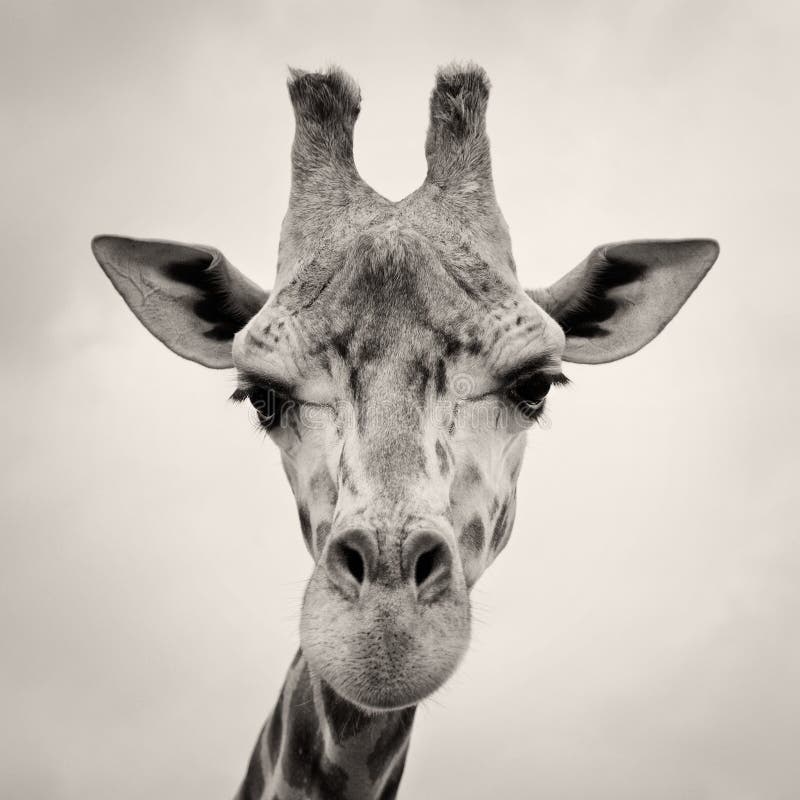 Tappning för bild för giraff head tonad sepia