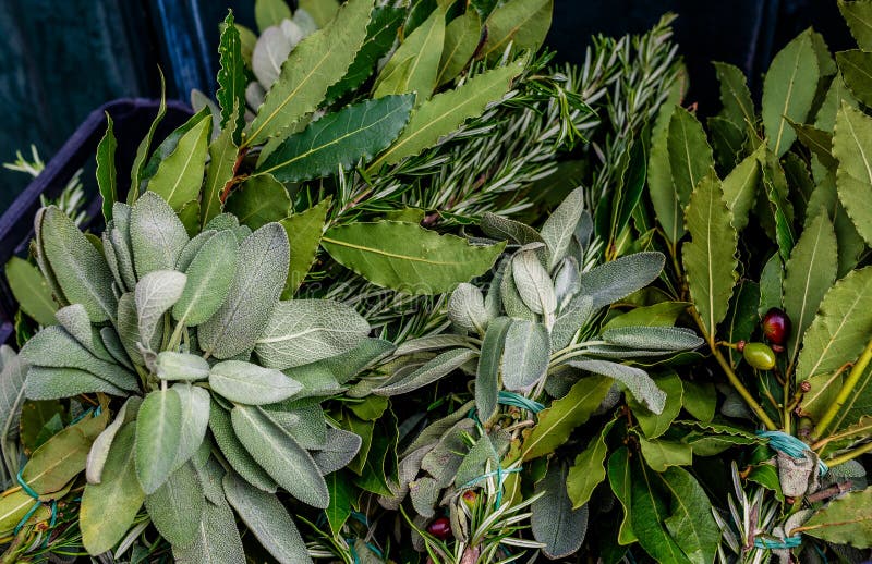 Tappningbakgrund av nya gröna sidor av olika kryddor Rosmarin lagerblad, oliv, olivgröna filialer, basilika i en ask på Riaen fotografering för bildbyråer Tappningbakgrund av nya gröna sidor av olika kryddor Rosmarin lagerblad, oliv, olivgröna filialer, basilika i en ask på Riaen fotografering för bildbyråer