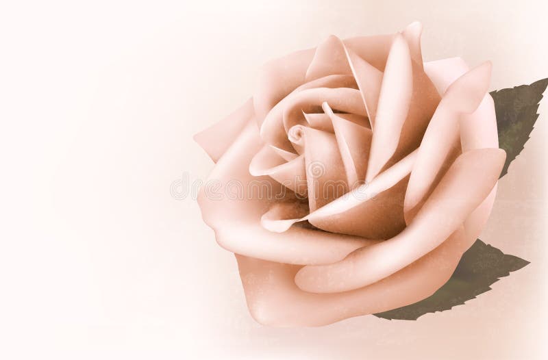 Tappningbakgrund med den härliga rosa färgrosen. vektor illustrationer