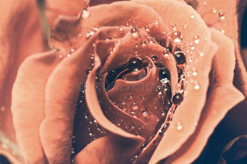 TappningRed Rose fotografering för bildbyråer TappningRed Rose fotografering för bildbyråer