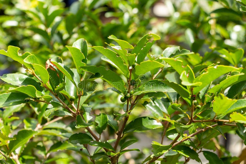Tappo bianco eugenia axillaris shrub con frutti verdi non maturi da notatore a foglia invasiva weevil davie florida