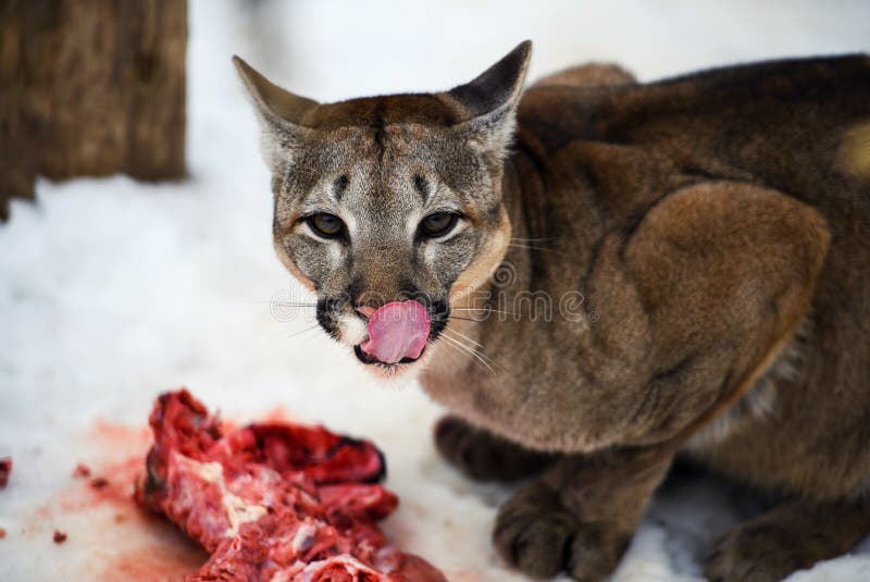 Taquerones Hambrientos Comiendo Pedazos De Carne En La Nieve Carne De Comer Puma Foto archivo - Imagen de fauna, piel: 156058098