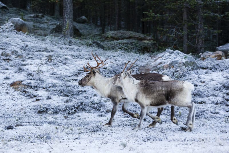 Tarandus Rangifer/della renna nella foresta di inverno immagini stock Tarandus Rangifer/della renna nella foresta di inverno immagini stock