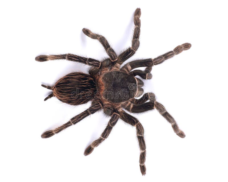 Tarantelspindel, kvinnligLasiodora parahybana royaltyfri foto Tarantelspindel, kvinnligLasiodora parahybana royaltyfri foto