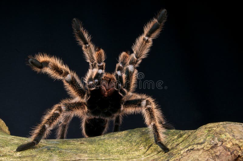 tarantula στοκ φωτογραφίες tarantula στοκ φωτογραφίες