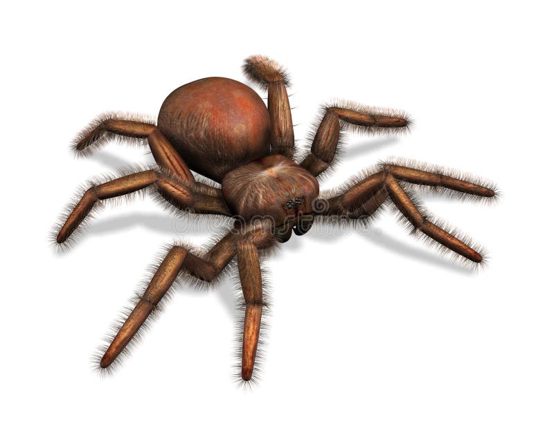 tarantula διανυσματική απεικόνιση tarantula διανυσματική απεικόνιση