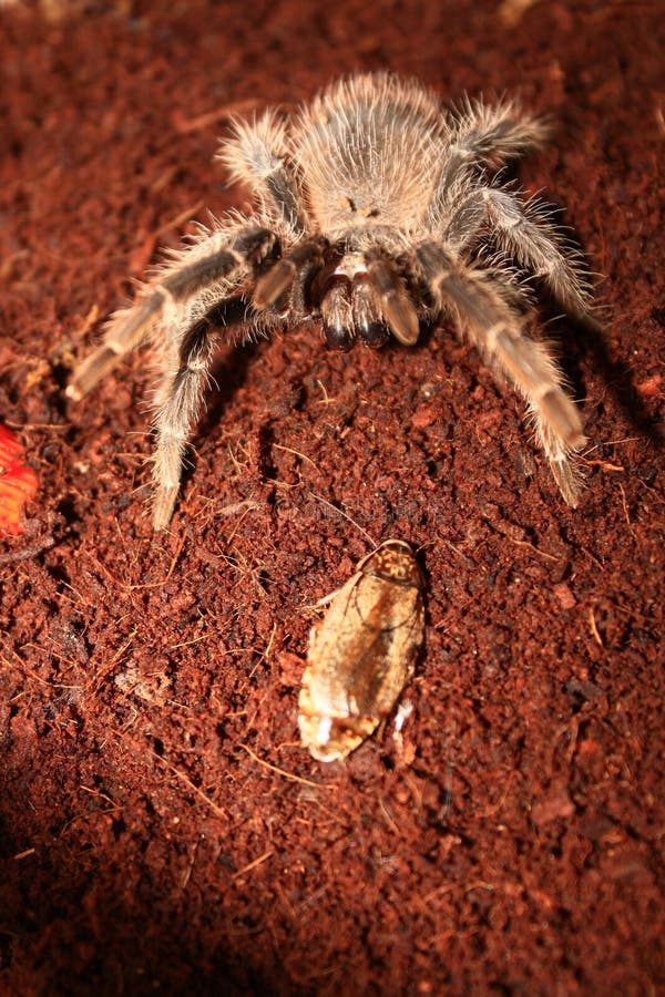 Tarantula and a bug