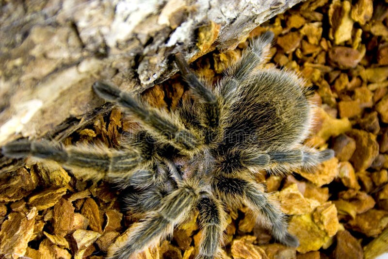 tarantula do Rosa-cabelo fotos de stock royalty free tarantula do Rosa-cabelo fotos de stock royalty free