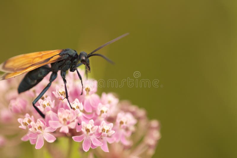 Tarantula hawk on pink flowers