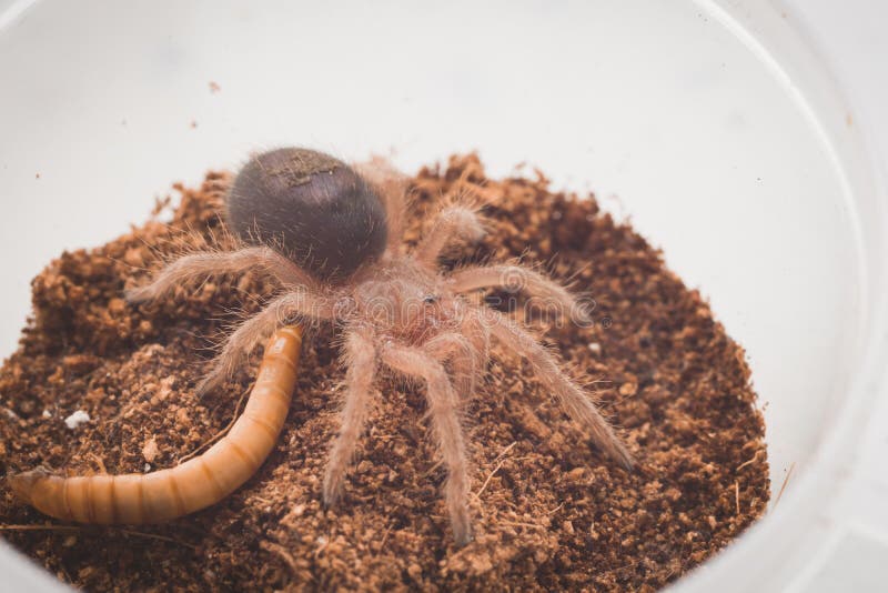 Tarantula Larva is Eating Yellow Mealworm Stock Photo Image of sign