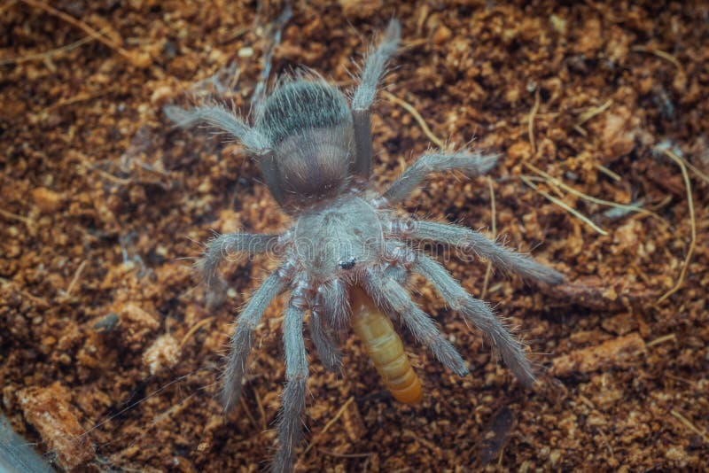 Tarantula Larva is Eating Yellow Mealworm Stock Image Image of nature
