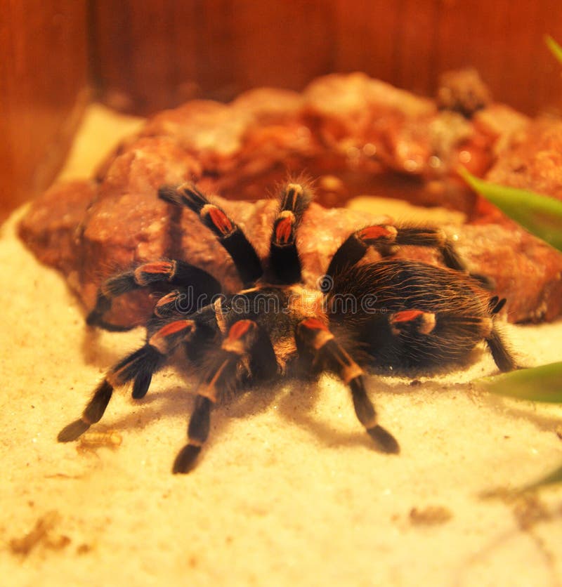 The Pinkfoot Goliath Tarantula in Nature is Rarely Seen. Stock Photo ...
