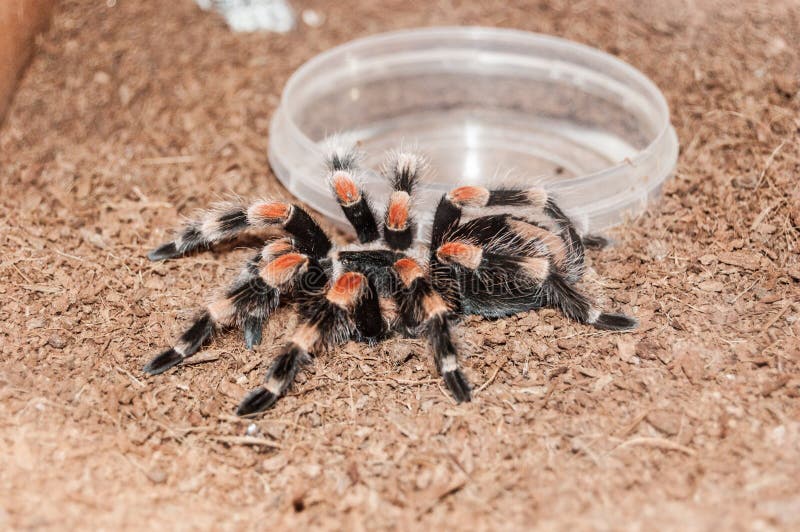Tarantuli Brachypelma smithi zdjęcia royalty free Tarantuli Brachypelma smithi zdjęcia royalty free