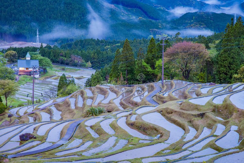 Tarasowaty ryżu pole przy Maruyama Senmaida, Kumano miasto, Mie prefektura
