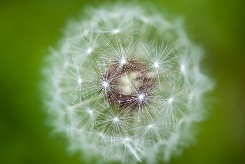 Taraxacum-Blume, Italien lizenzfreies stockbild Taraxacum-Blume, Italien lizenzfreies stockbild