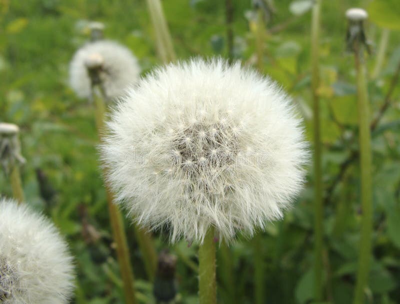 Taraxacum Officinale Close Up Stock Image - Image of flora, clocks