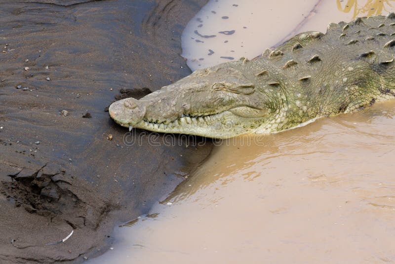 Tarcoles river crocodiles