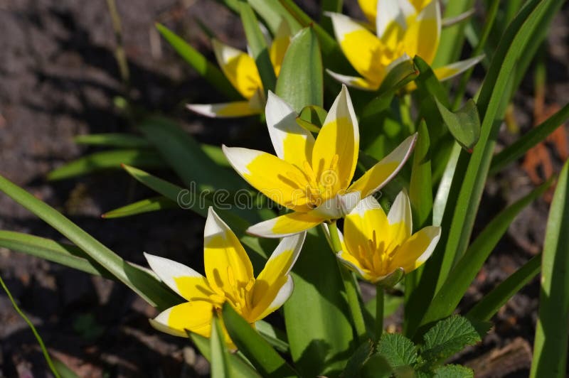 Tarda sauvage de Tulipa de tulipe images stock