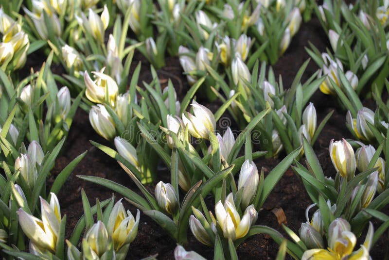 Tarda sauvage de Tulipa de tulipe fleurissant dans le domaine photo libre de droits