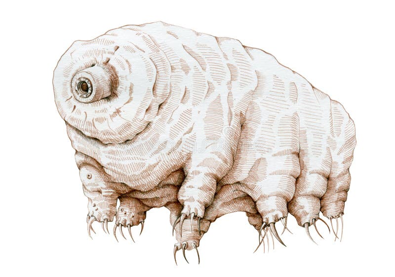 Tardigrade Microscopic Grachic Illustration. Hand Drawn Water Bear Zoology Smallest  Animal Stock Illustration - Illustration of electron, aquatic: 161887968