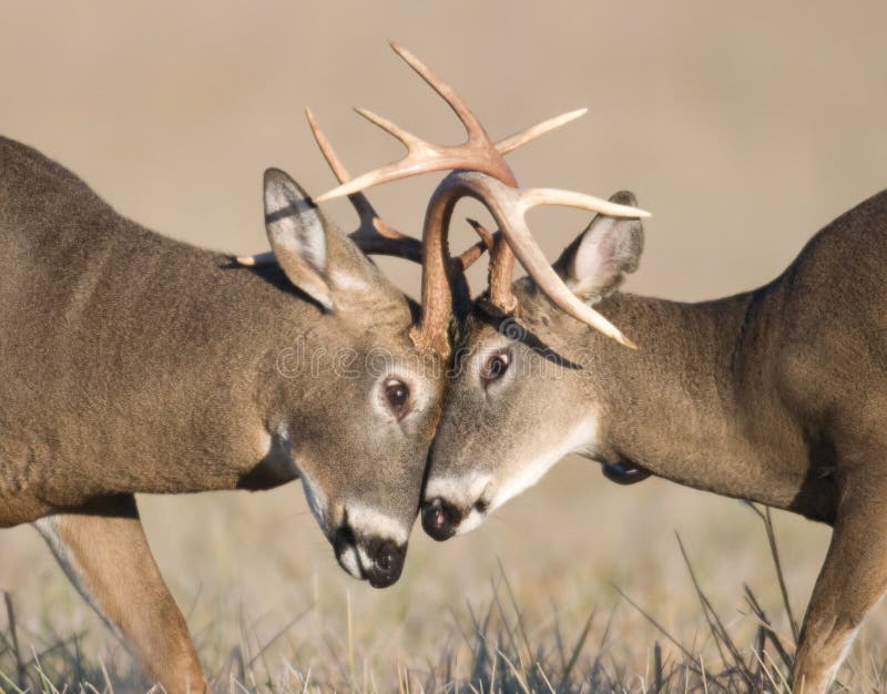 target1927_0_ jeleni whitetail obrazy stock target1927_0_ jeleni whitetail obrazy stock