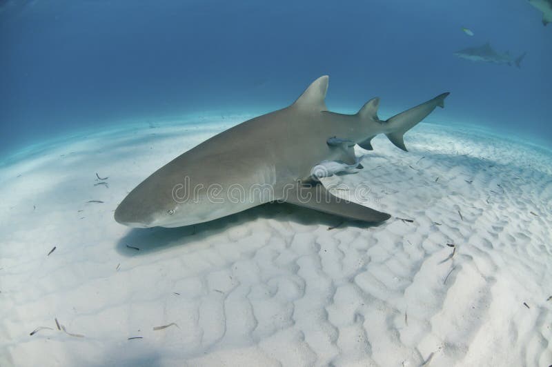 The view of a lemon shark swimming along the sea bed, Bahamas. The view of a lemon shark swimming along the sea bed, Bahamas