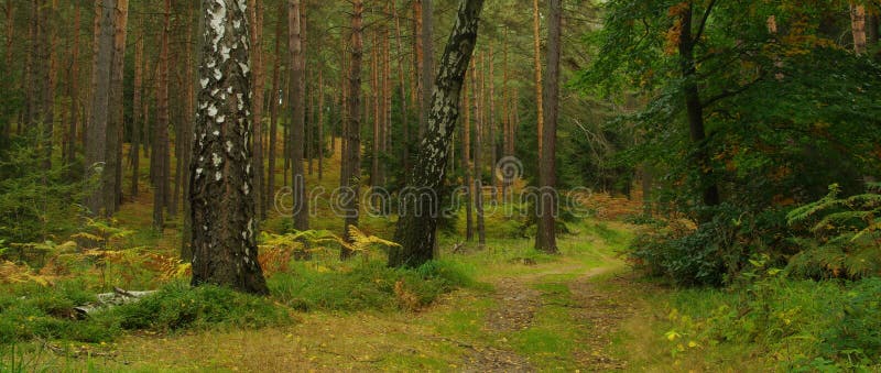 TARGET370_0_ szlakowy Hirschgrundweg zdjęcia royalty free TARGET370_0_ szlakowy Hirschgrundweg zdjęcia royalty free