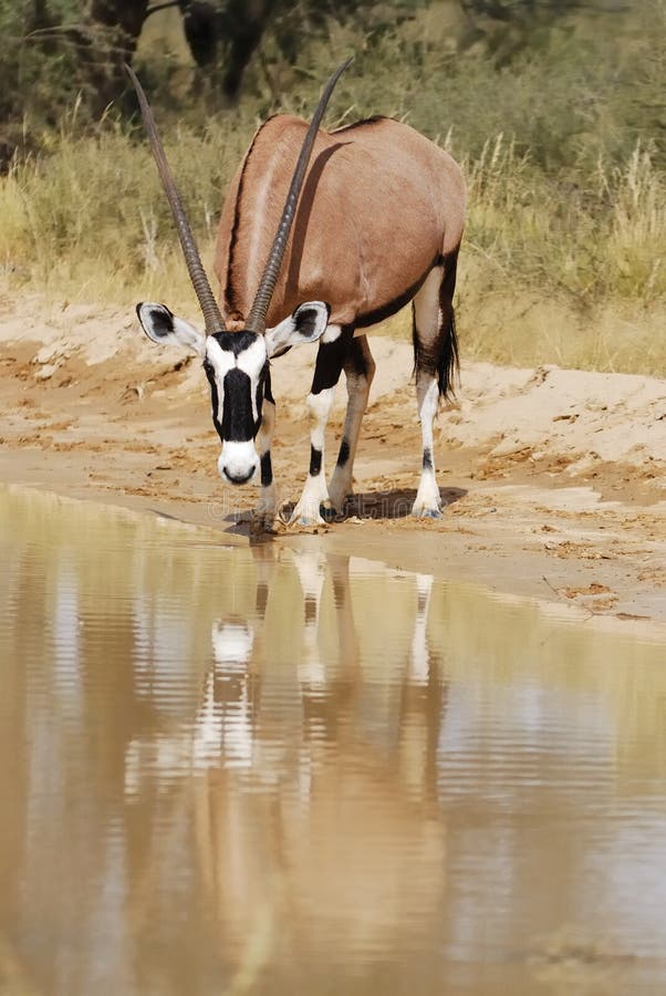 target432_0_ gazella gemsbok oryx fotografia royalty free target432_0_ gazella gemsbok oryx fotografia royalty free