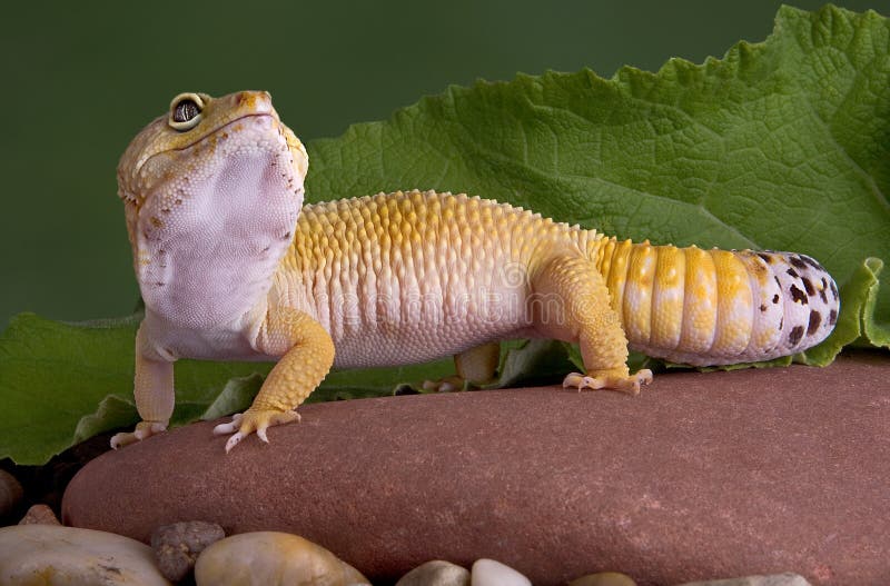 A leopard gecko is looking up while sitting on a rock. A leopard gecko is looking up while sitting on a rock.