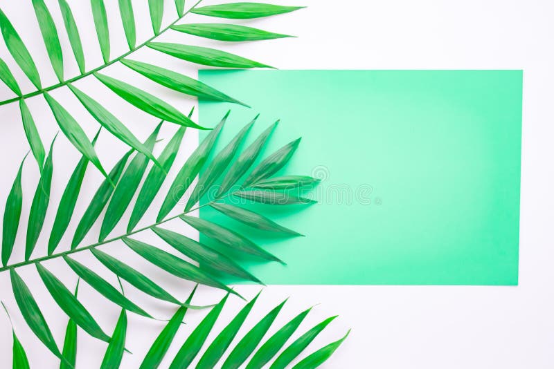 Tarjeta azul en blanco en hojas de palma tropicales, concepto de las vacaciones de verano, disposici?n de la plantilla para a?adi fotografía de archivo libre de regalías Tarjeta azul en blanco en hojas de palma tropicales, concepto de las vacaciones de verano, disposici?n de la plantilla para a?adi fotografía de archivo libre de regalías