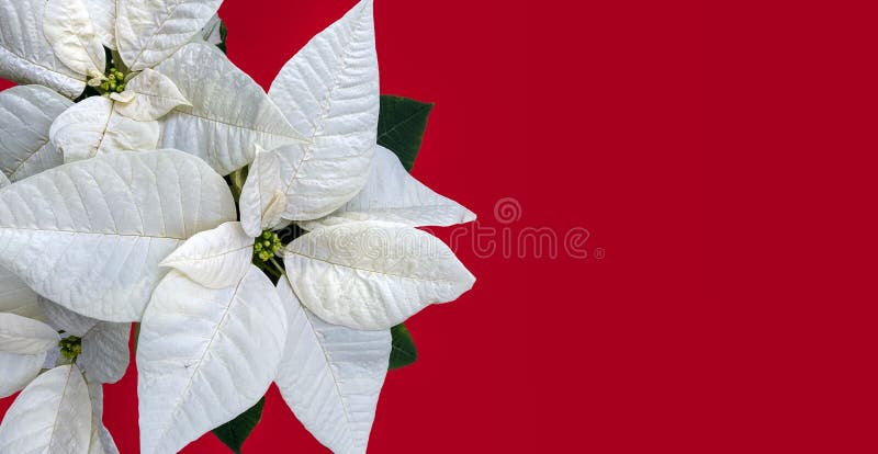 Flor De Navidad Blanca Aislada, Un Regalo Para Ti Imagen de archivo -  Imagen de celebre, cultive: 166609649