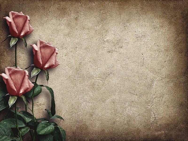 Tarjeta de época para felicitaciones con tres rosas rosas rosas fotos de archivo libres de regalías Tarjeta de época para felicitaciones con tres rosas rosas rosas fotos de archivo libres de regalías