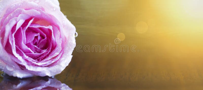 Tarjeta del día de madres, fondo de oro de la bandera de la web con la flor color de rosa rosada fotos de archivo libres de regalías Tarjeta del día de madres, fondo de oro de la bandera de la web con la flor color de rosa rosada fotos de archivo libres de regalías