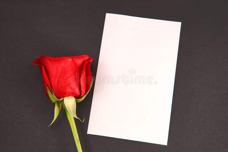 Tarjeta y rosas en el fondo blanco imagen de archivo Tarjeta y rosas en el fondo blanco imagen de archivo