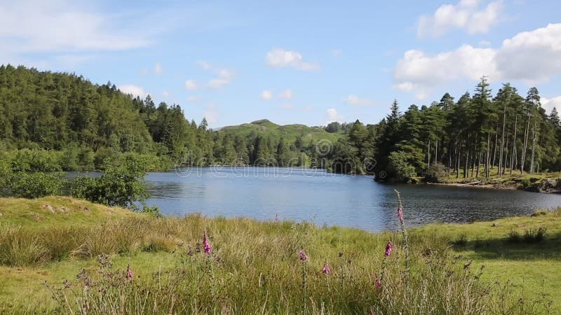 Tarn Hows jezioro park narodowy Cumbria Anglia uk