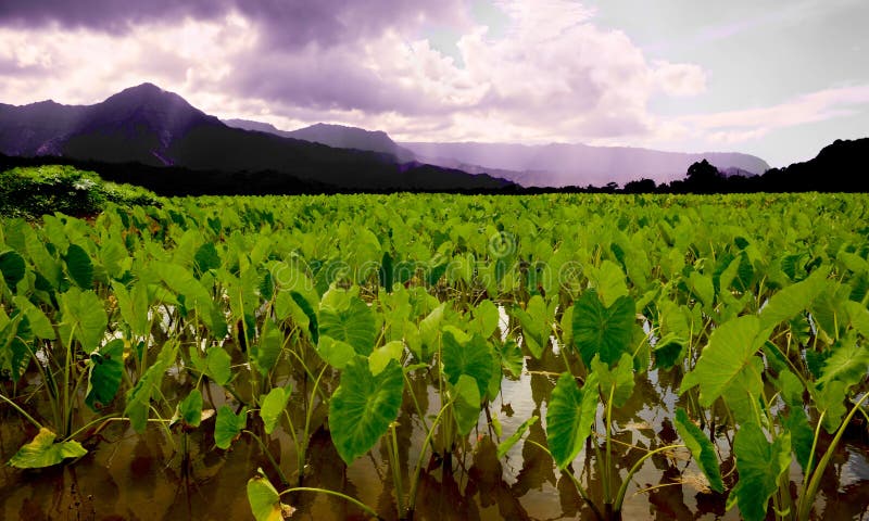 Taro Fields