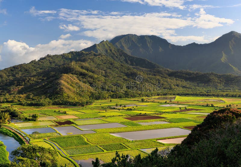 Taro Fields em Kauai, Havaí fotografia de stock Taro Fields em Kauai, Havaí fotografia de stock