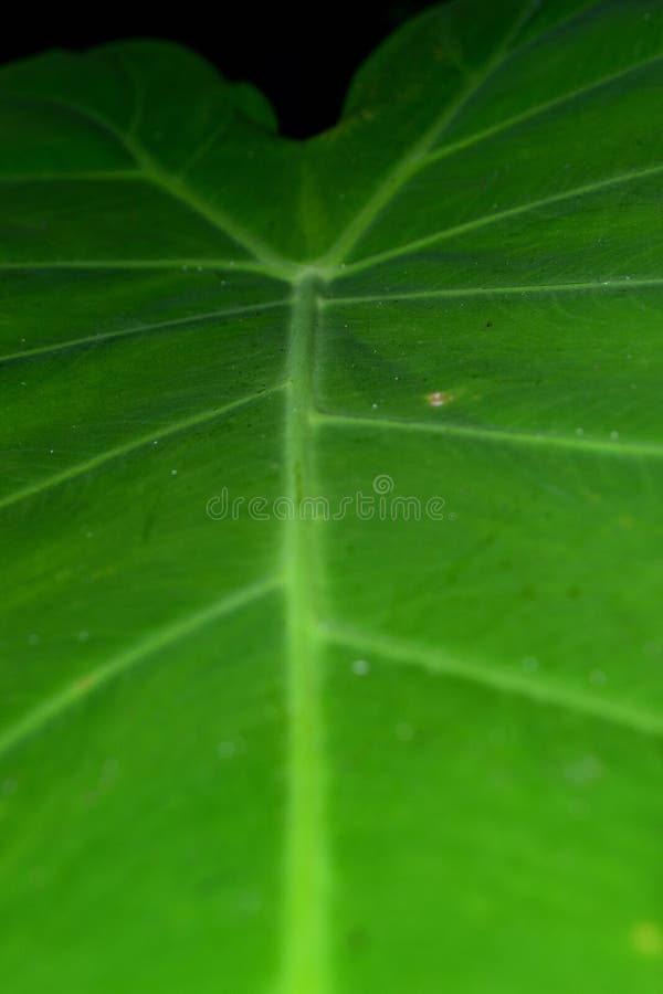 Taro Leaves are Leaves that Have a Wide Surface and are Waterproof