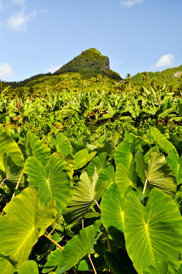 Taro Plantation on an Island in Pacific Stock Photo Image of gardening, countryside 27258502