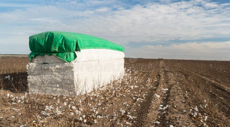 Fresh Bail Harvest Cotton Farm Field Texas Agriculture