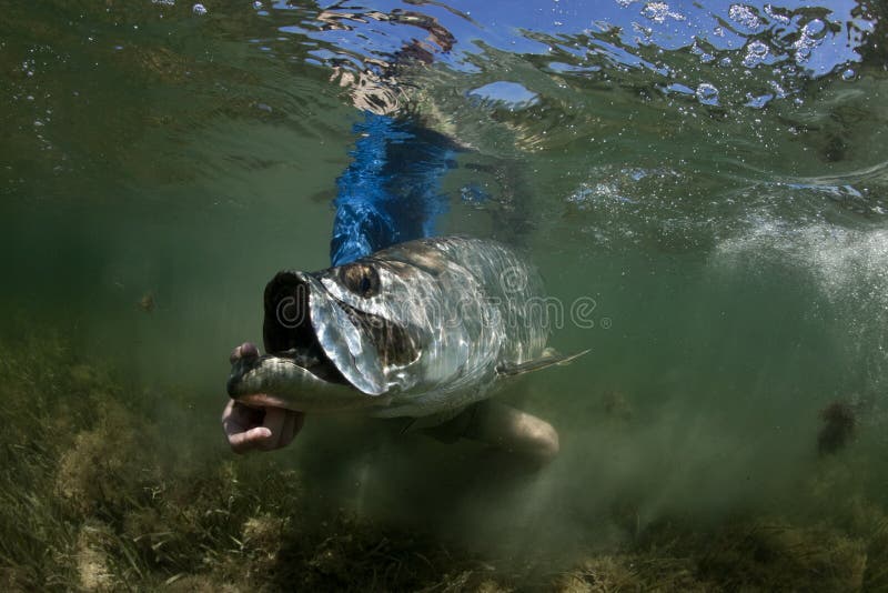 Tarpon Release Underwater stock image. Image of offshore 20652399