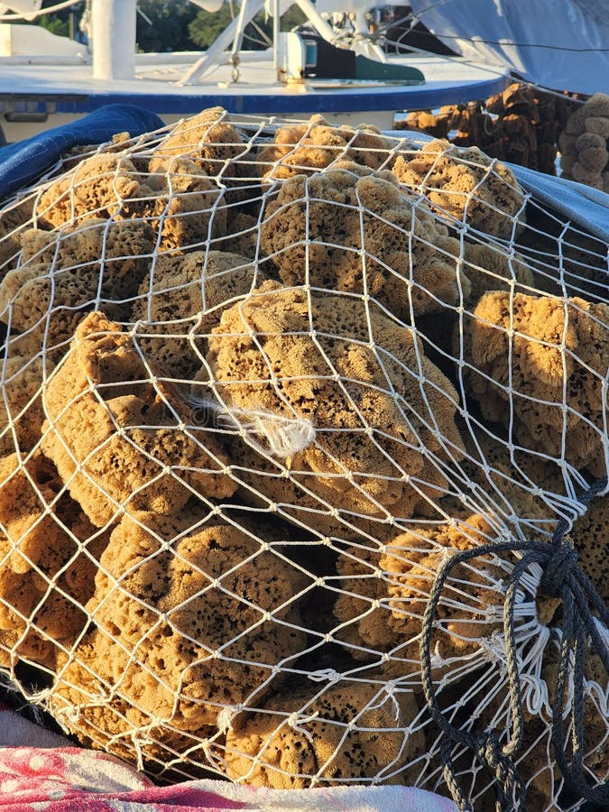 Tarpon Springs, Sponge Docks Editorial Image Image of sponges