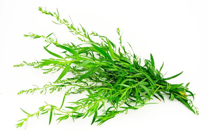 Tarragon stock photo. Image of scented, medicine, botany 20170056