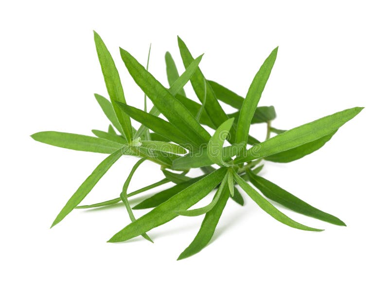 Tarragon stock photo. Image of tarkhun, tarragon, green 2467774