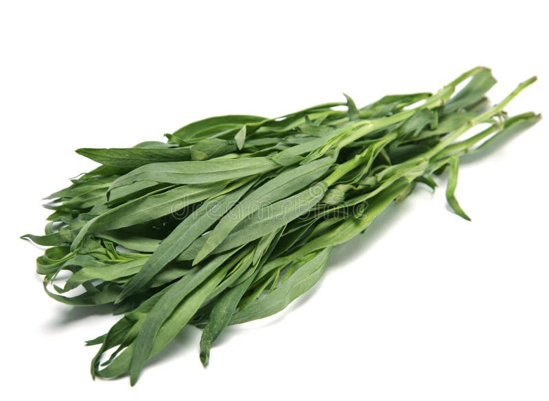 Tarragon stock photo. Image of tarkhun, tarragon, green 2467774