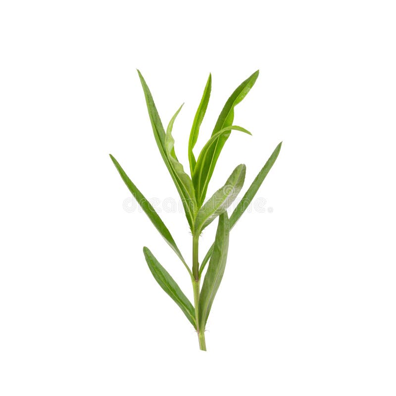 Tarragon Herbs Close Up Isolated on White Stock Photo Image of natural, food 72527456